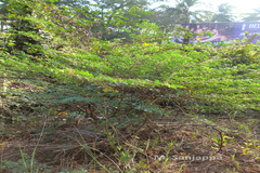 Indigofera coerulea
